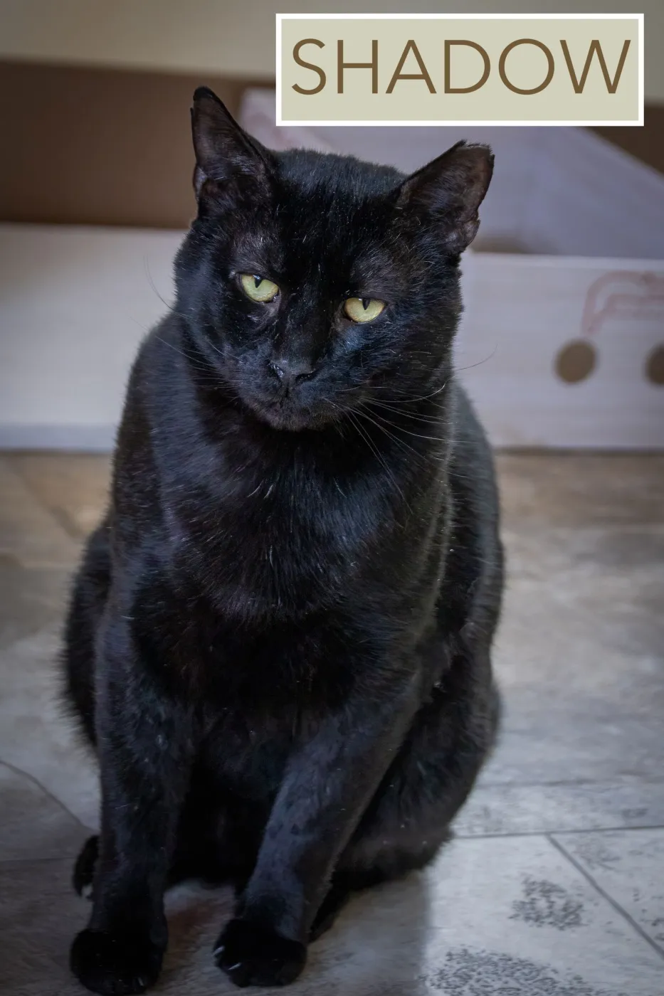Shadow - Photo 3