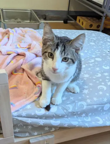 Vanderbilt thumbnail 4