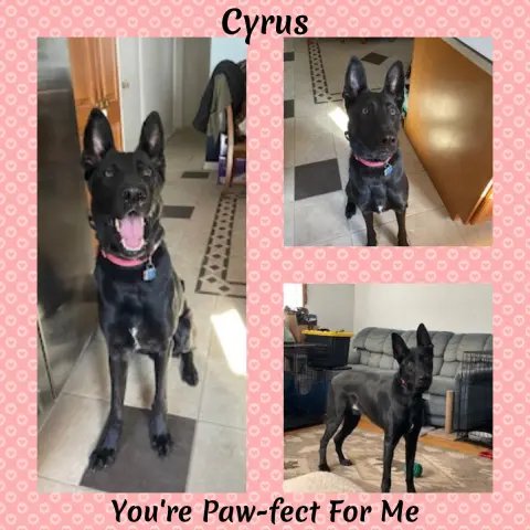 Cyrus thumbnail 3