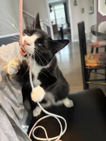 King Tuxy thumbnail 2