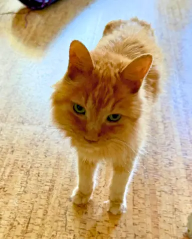 Lord Joey thumbnail 2