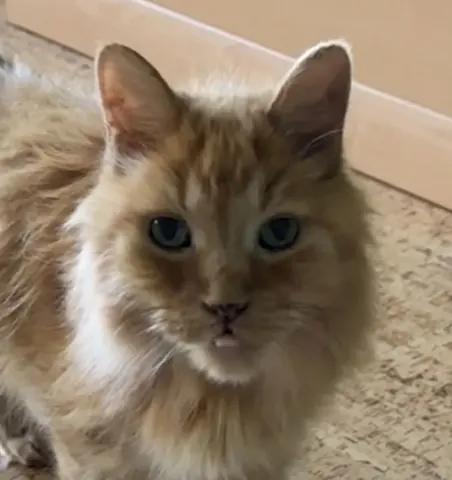 Lord Joey thumbnail 3