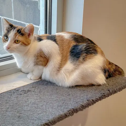 Rapunzel thumbnail 3