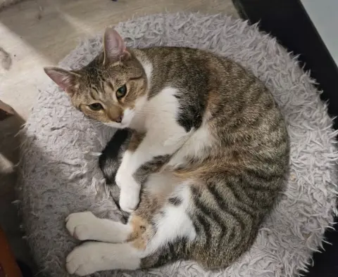 King Louie thumbnail 2