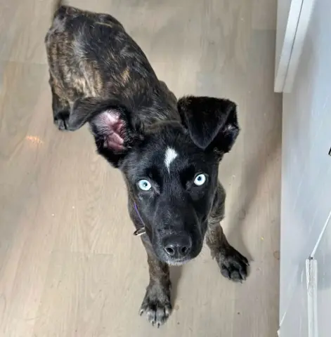 Biscotti thumbnail 3