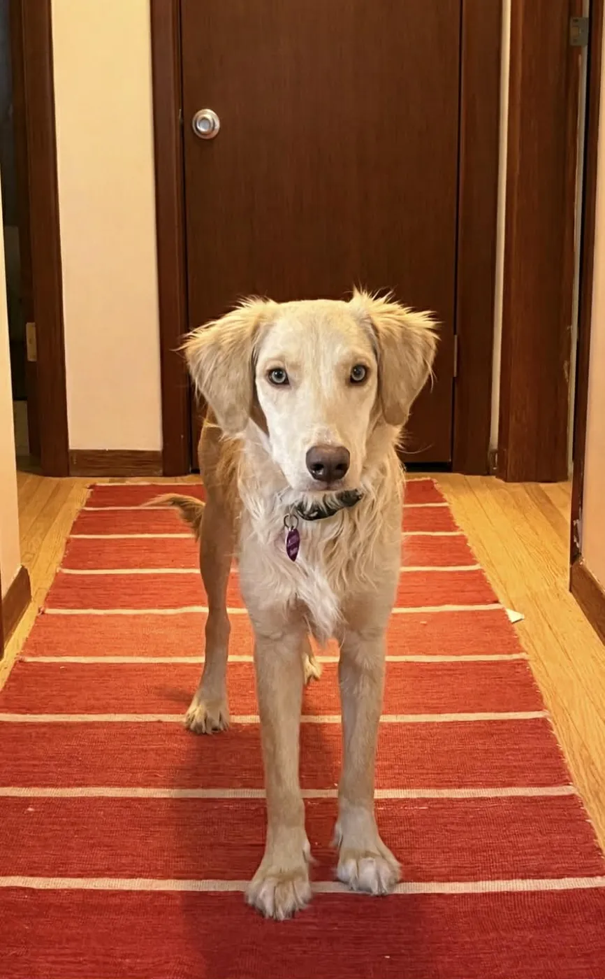 Honeysuckle - Photo 2