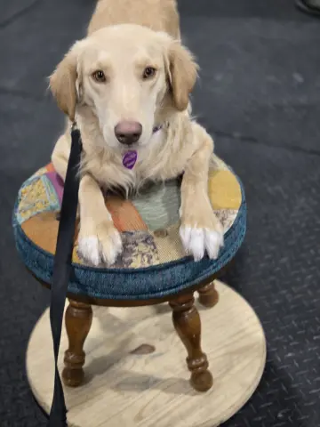 Honeysuckle thumbnail 3