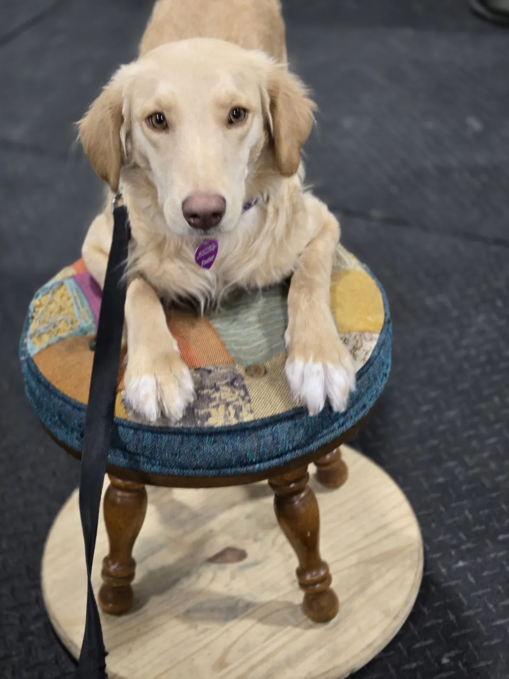 Honeysuckle - Photo 3