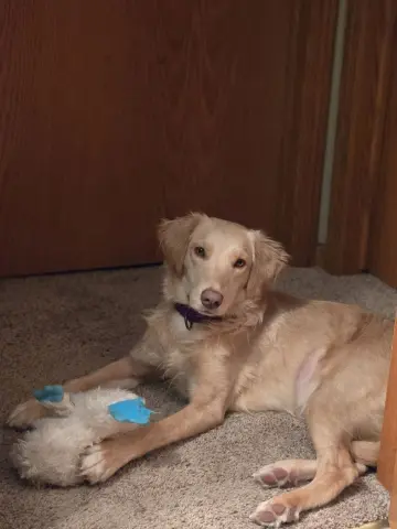 Honeysuckle thumbnail 4