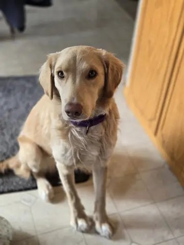 Honeysuckle thumbnail 5