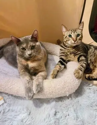 Priscilla thumbnail 3