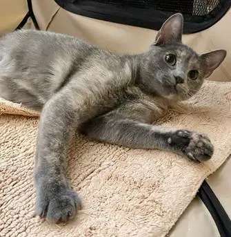 Priscilla thumbnail 4