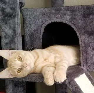 Casanova thumbnail 2