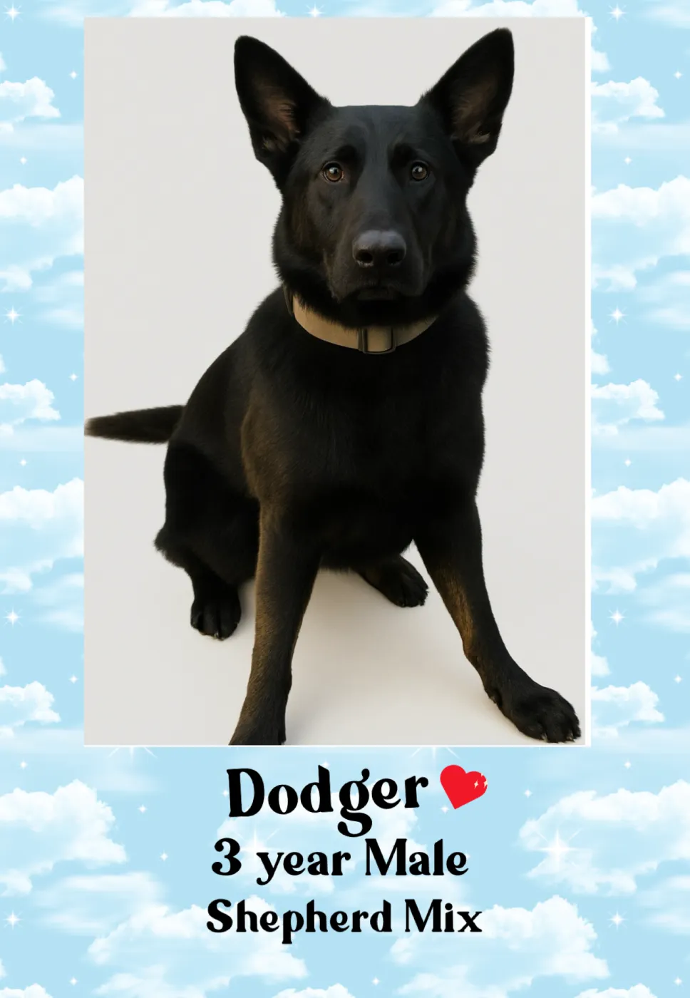 Dodger - Photo 1
