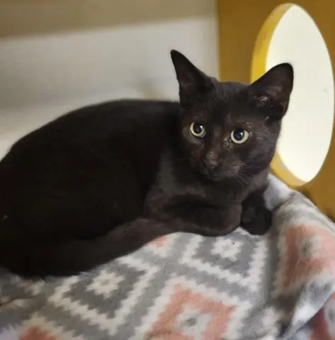 Betty Purr thumbnail 2