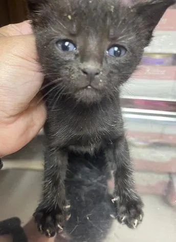 Betty Purr - Photo 3