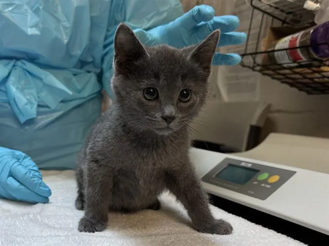 Verstappen - Photo 1