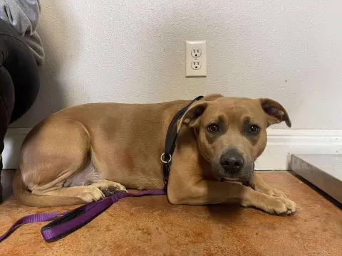 Pumpkinn thumbnail 2