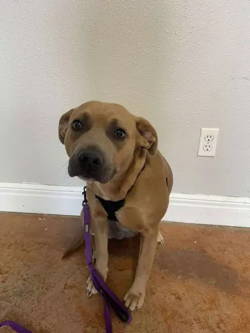 Pumpkinn thumbnail 3