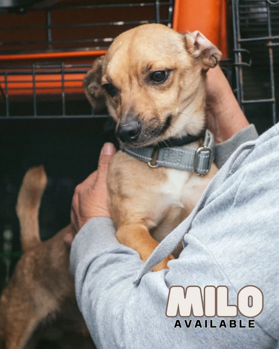 Milo - Photo 1
