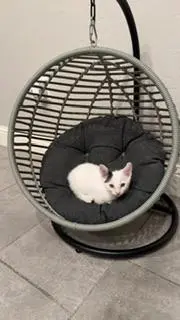 Parmesan thumbnail 4