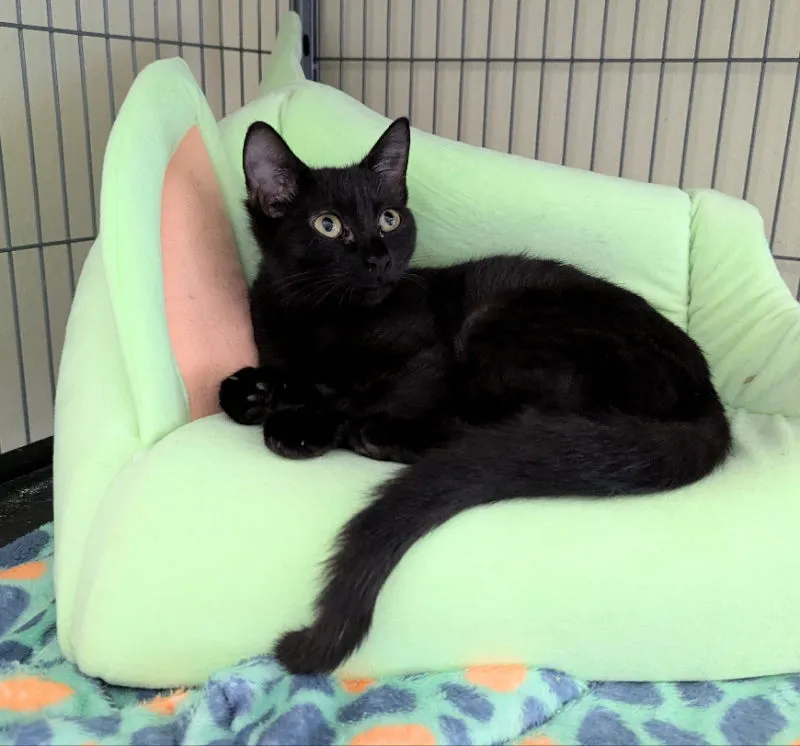 Butterscotch - Photo 1