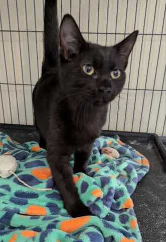 Butterscotch thumbnail 2