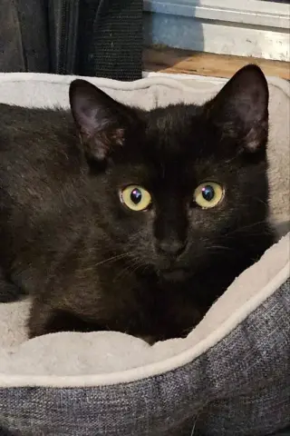 Butterscotch thumbnail 3