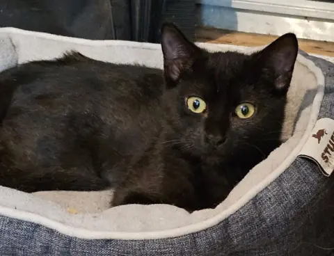 Butterscotch thumbnail 5