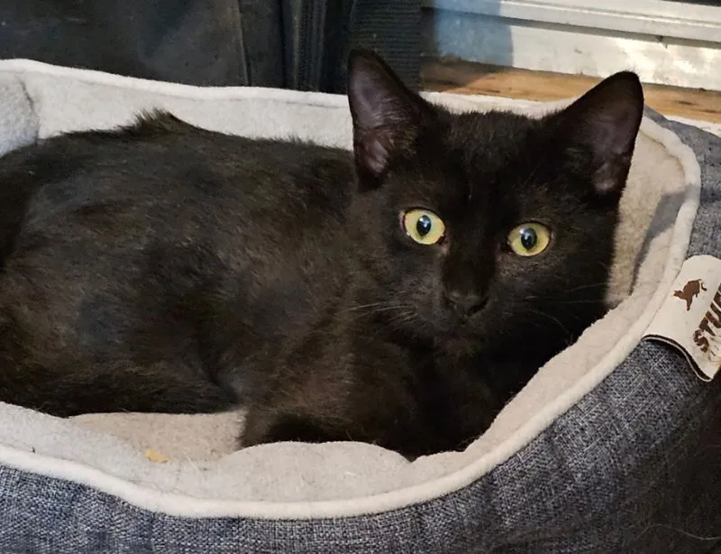 Butterscotch - Photo 5