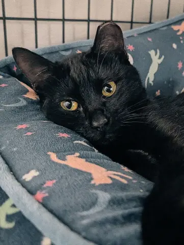 Curiosity thumbnail 2