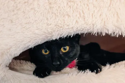 Curiosity thumbnail 3