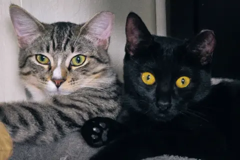 Curiosity thumbnail 4