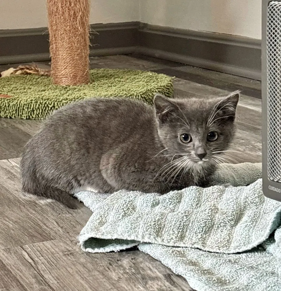 Apple Jacks - Photo 1