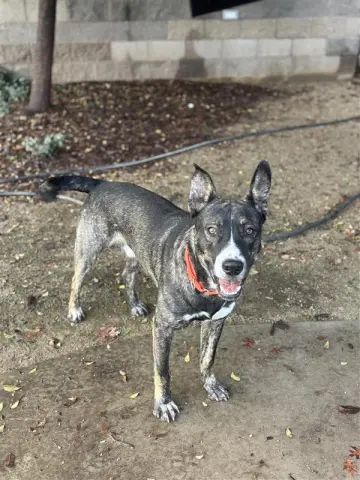 Calamari Joe thumbnail 2