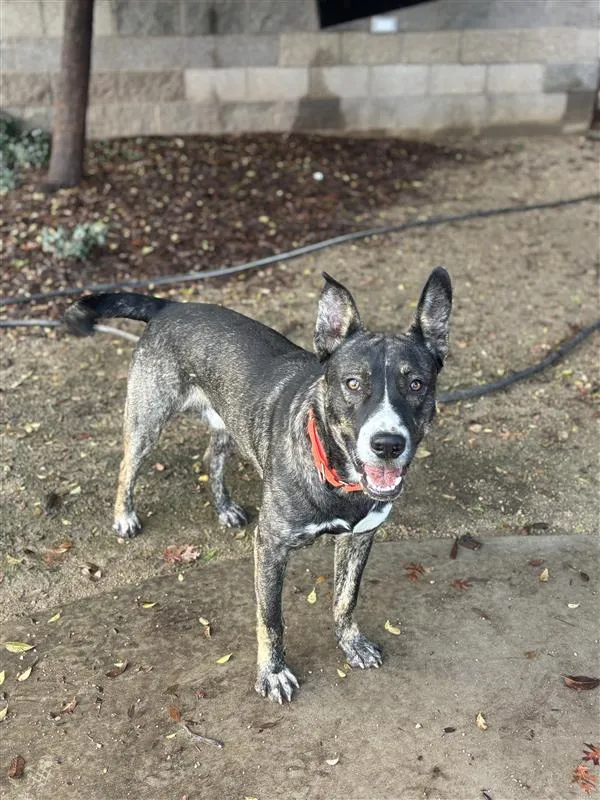 Calamari Joe - Photo 2