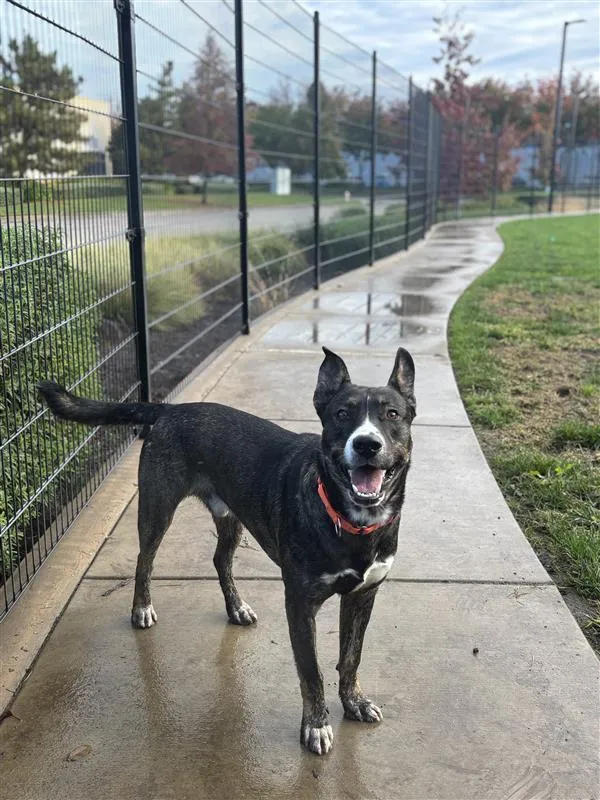 Calamari Joe - Photo 3