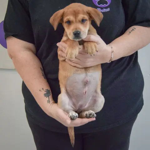 Lavender thumbnail 3