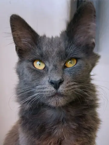 Heathcliff thumbnail 2