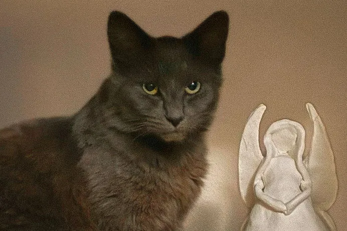 Heathcliff - Photo 3