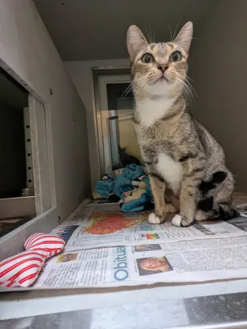 Mistletoe thumbnail 2