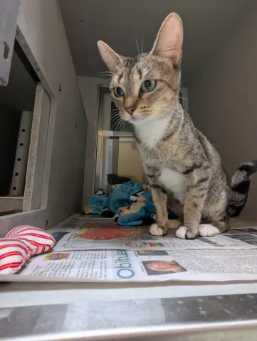 Mistletoe thumbnail 4