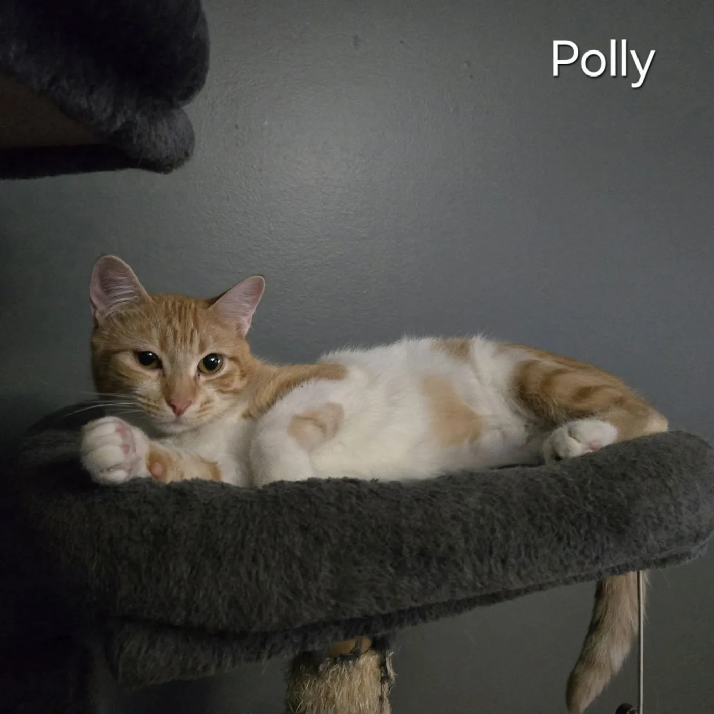 Polly - Photo 2