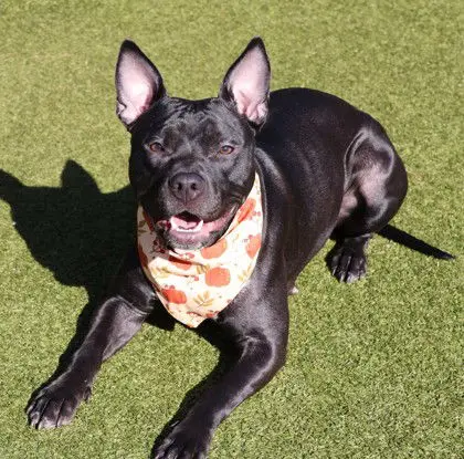 Sapphire thumbnail 2