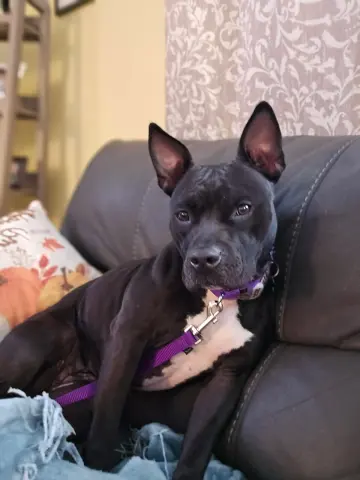 Sapphire thumbnail 3