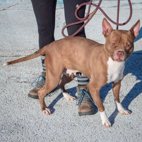 Merrygold thumbnail 2