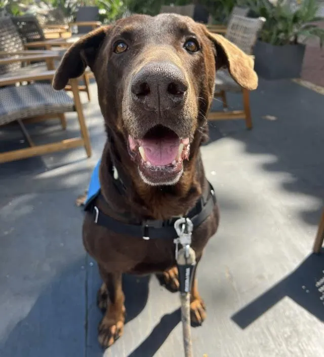 Hamburglar - Photo 1