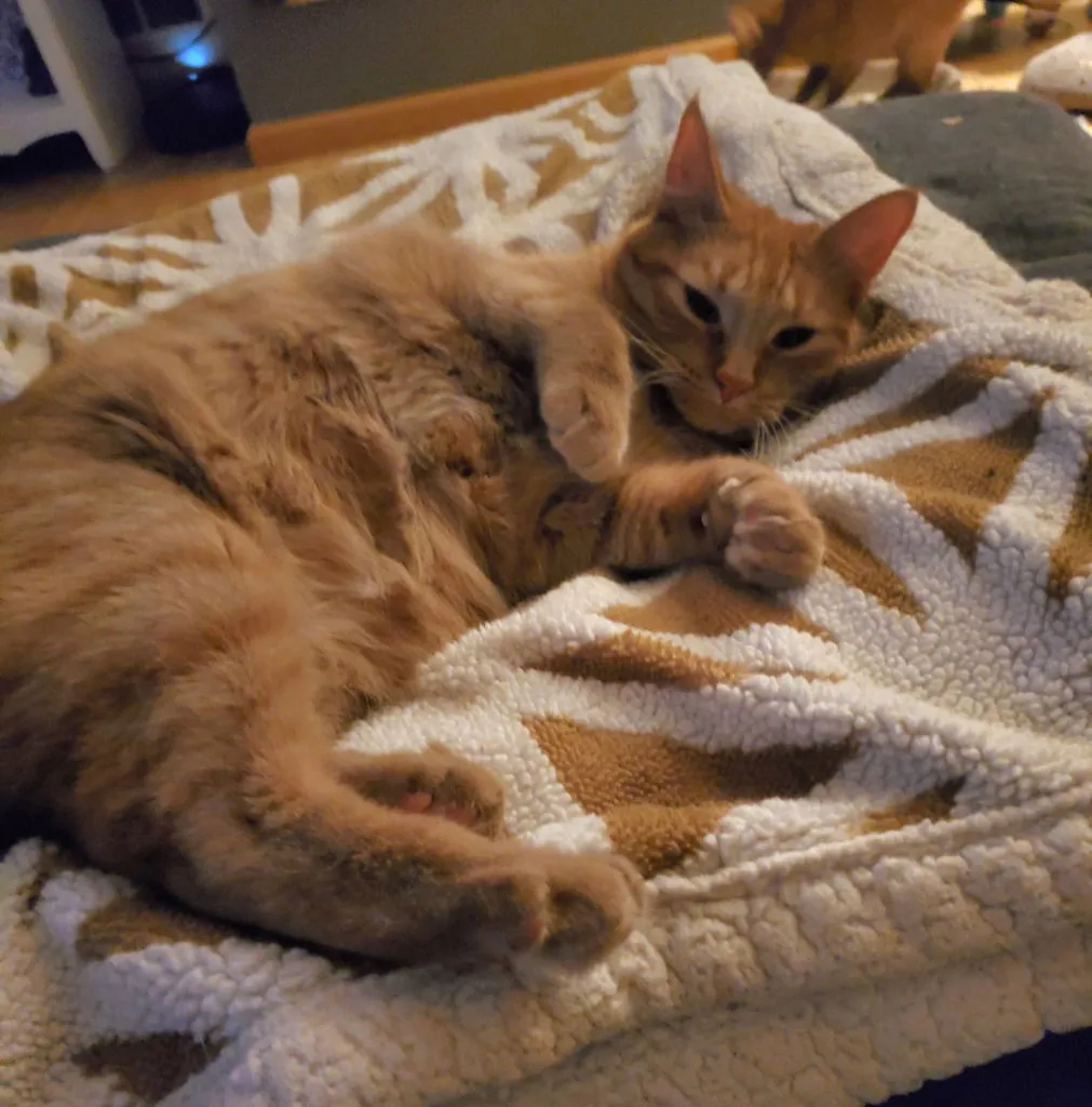 Gingerbread - Photo 1