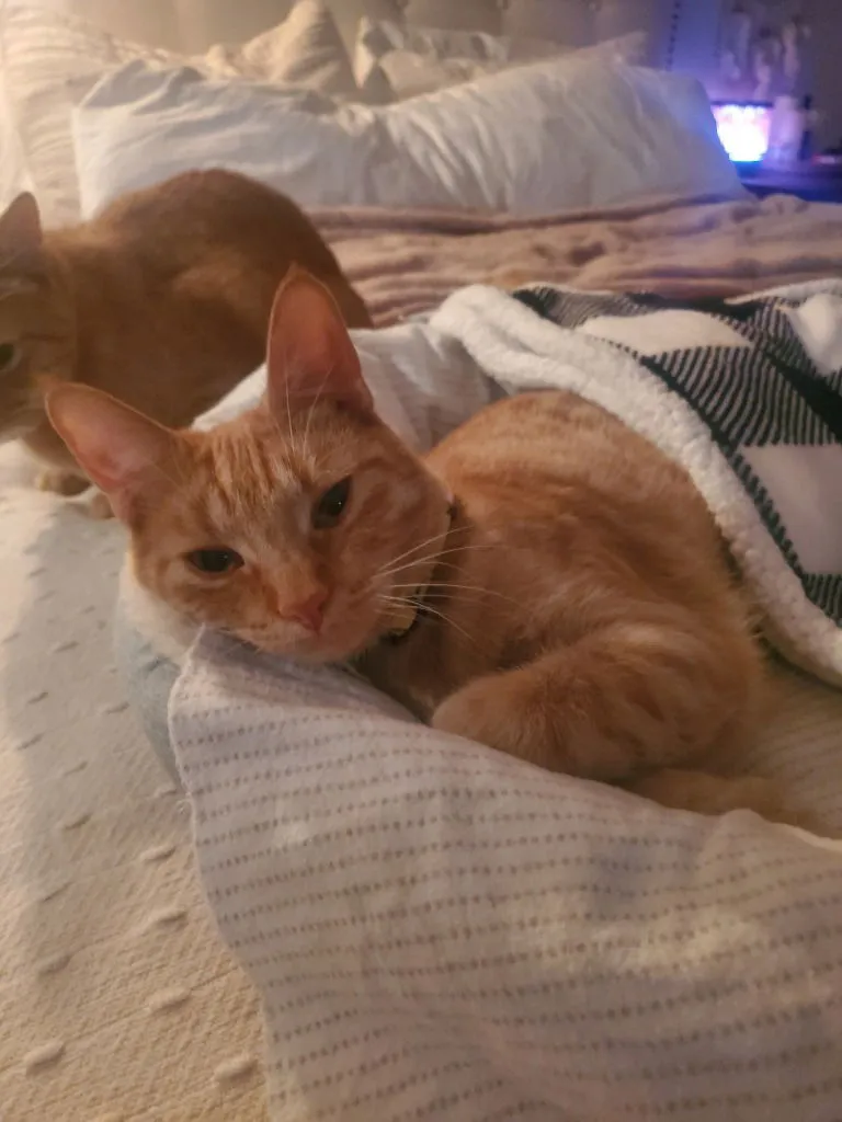 Gingerbread - Photo 2