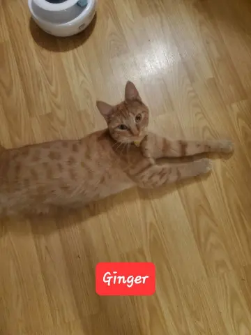 Gingerbread thumbnail 3